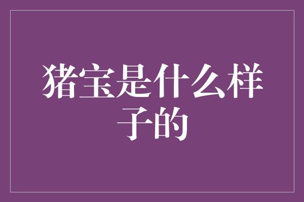 猪宝是什么样子的